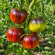 FIRE TURBAN TOMATO