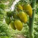 GREEN TIGER TOMATO