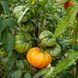HAMILTON TOMATO