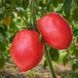 MINUSINSK PINK GLASSES TOMATO