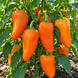 ПОМАРАНЧЕВА ЛАКОМКА (ORANGE DELIGHT) 0039 фото 1