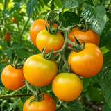 DARK ORANGE MUSCAT TOMATO
