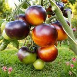CHOCOLATE MARMALADE TOMATO