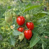 MICRO DWARF FUNNY PLUM RED TOMATO