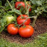 RIDDLE TOMATO