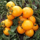 TAXI TOMATO