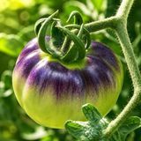 WAGNER'S BLUE GREEN TOMATO