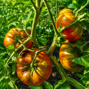 ANDY STRIPES TOMATO