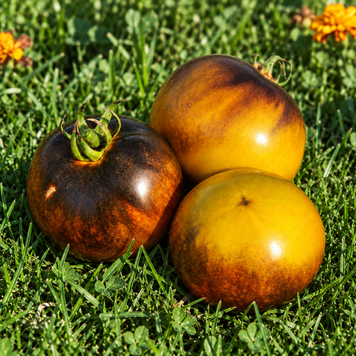 WAGNER'S BLUE GREEN TOMATO