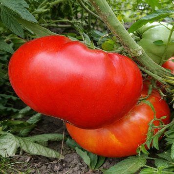 LIPETSK LARGE RED TOMATO