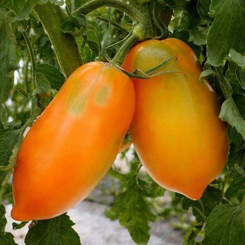 MINUSINSK GLASSES ORANGE TOMATO