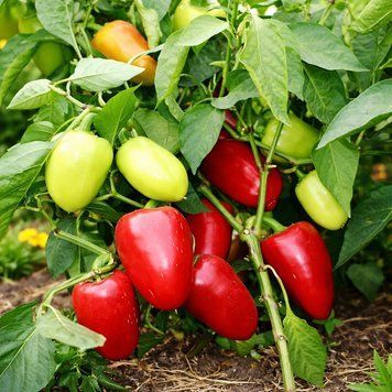 SWALLOW PEPPER