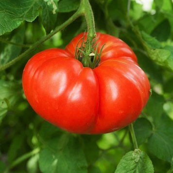 TODD COUNTY AMISH TOMATO