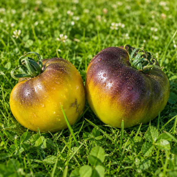 NIEBIESKO-ZIELONY WAGNERA POMIDOR