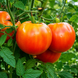 E.T. TOMATO