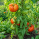 SICILIAN SAUCER SEEDS