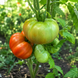 SICILIAN SAUCER POMIDOR