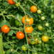DARK ORANGE MUSCAT POMIDOR