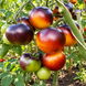 CHOCOLATE MARMALADE TOMATO