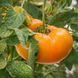 CLAUDE BROWN'S YELLOW GIANT TOMATO