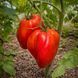 CUORE ANTICO DI ACQUI TERME TOMATO