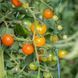 DARK ORANGE MUSCAT POMIDOR