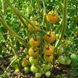 DR. GREEN TOMATO