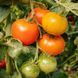 ISIS BRANDY TOMATO