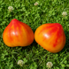 MADRID TOMATO