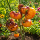 MORDOVIAN BLUES TOMATO