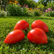 PINK DELIS TOMATO