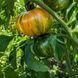 RAINBOW JAZZ HEART TOMATO