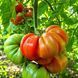 SICILIAN SAUCER TOMATO