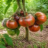 DWARF DIPPER&rsquo;S DELIGHT TOMATO