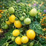 GHEVICI MICRO DWARF TOMATO