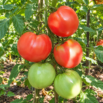 KYIANKA TOMATO