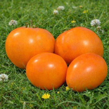 PEACH OXHEART TOMATO