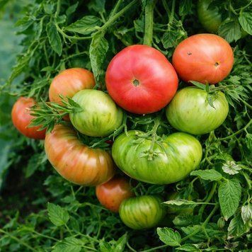 PINK SUGARY TOMATO