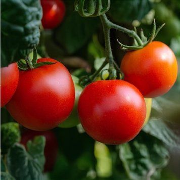 POMIDOR MIEJSKI&nbsp;VITELLA (STADT TOMATE VITELLA)