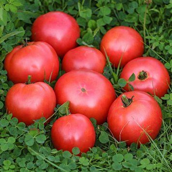 TURKEY TOMATO