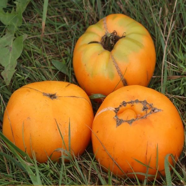 МЕННОНІТ ОРАНЖ (MENNONITE ORANGE) ТОМАТ