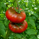OUD HOLLAND TOMATO