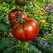 SIEGEL'S DARK STRIPES TOMATO