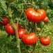 BOY BOY TM TOMATO