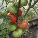 CLEAR LAKE HEIRLOOM TOMATO