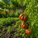 FAVORITE 17/1 TOMATO