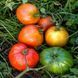 ITALIAN HEIRLOOM TOMATO