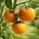 MENNONITE ORANGE TOMATO