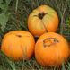 МЕННОНІТ ОРАНЖ (MENNONITE ORANGE) ТОМАТ