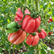 PITANGA PINK TOMATO